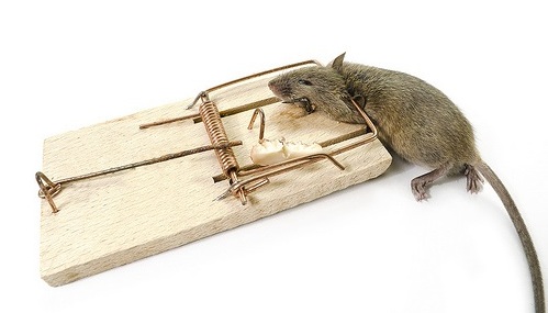Как вывести крыс из дома или квартиры быстро и эффективно?
