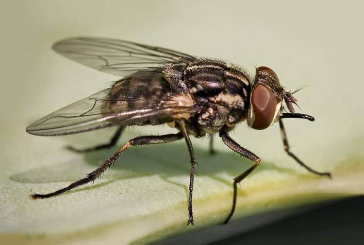Почему мухи кусаются, особенно, в конце лета?