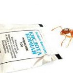Борная кислота в борьбе с муравьями. Рецепты и способы применения