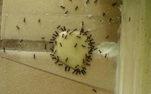 как бороться с муравьми