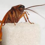 Популярные народные средства от тараканов
