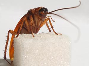 Народные средства от тараканов в квартире