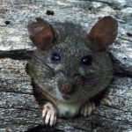 Борьба с крысами и мышами: самые действенные методы
