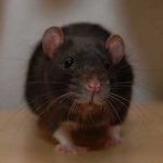 Основные отличия крыс и мышей