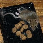 Какие ловушки для крыс использовать? Как сделать их самостоятельно?