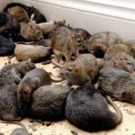 Какими средствами травить крыс и мышей?