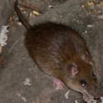 Причины появления крыс в доме, что необходимо сделать для их уничтожения