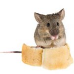 Эффективность использования отравы Шторм и Голиаф от крыс