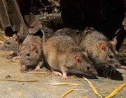 Быстрое и эффективное избавление от крыс в домашних условиях