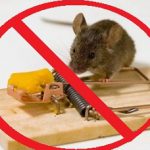 Виды эффективных средств от крыс