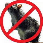 Дом без грызунов: лучшие методы борьбы и профилактики от мышей и крыс