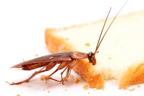 Народные методы борьбы с тараканами