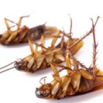 Эффективные и часто используемые народные средства для уничтожения тараканов