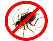 Эффективное средство от тараканов – препарат Регент