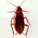 Причины исчезновения тараканов из жилища человека