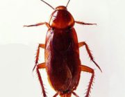 Причины исчезновения тараканов из жилища человека