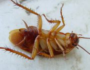 Тараканы: чего они боятся больше всего?