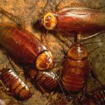 Как выглядят взрослые тараканы и их личинки?