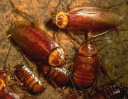 Как выглядят взрослые тараканы и их личинки?
