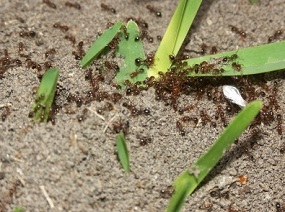 Существует несколько методов борьбы с муравьями в саду и огороде
