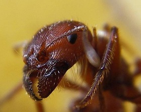 Эффективные средства от муравьев