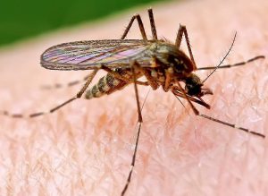 Средства от укусов комаров