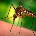 Способы устранения отека после комариных укусов