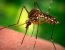 Способы устранения отека после комариных укусов
