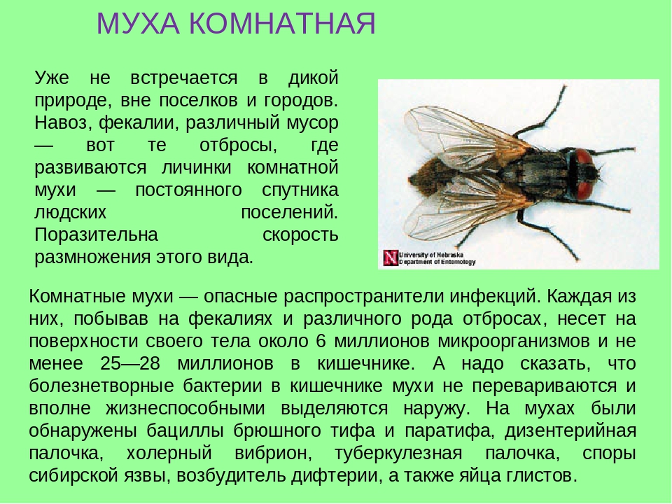 Комнатная муха как называется. Насекомые с описанием. Комнатная Муха. Описание мухи. Виды комнатных мух.
