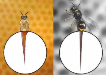 жало осы и пчелы