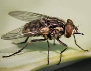 Какие мухи кусаются и почему?