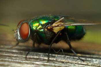 зеленая муха