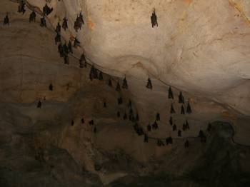 много летучих мышей в пещере