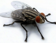 Как выглядит мир глазами обыкновенной мухи?