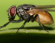 Что мы знаем о домашних мухах?