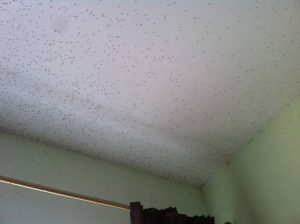 мухи на потолке