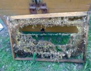 Как пчеловоду избавиться от восковой моли?