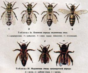 породы пчел