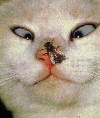 пчела на носу у кота