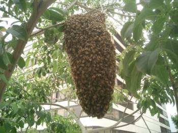 пчёлы на ветке