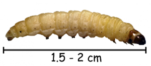 размер гусеницы моли