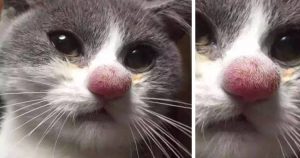 укушенный нос кота