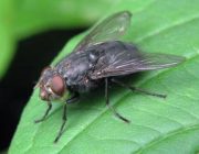 Как живёт и размножается комнатная муха