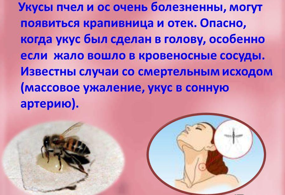 Опасность пчел для человека