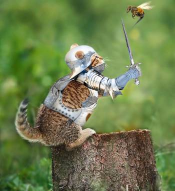 кот сражается с пчелой
