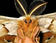 Моль: разновидности насекомого и принципы борьбы с ней
