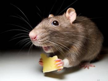 обычная мышь с сыром