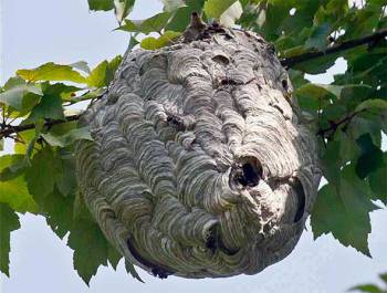 осиное гнездо на дереве
