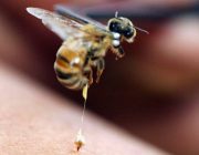 Если пчёлка «дала мёду», что делать?