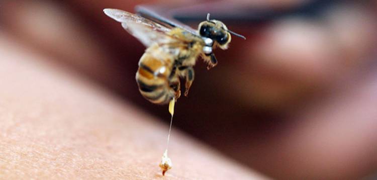 пчела улетает оставляя жало